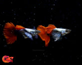 Dumbo Red Tail Guppy